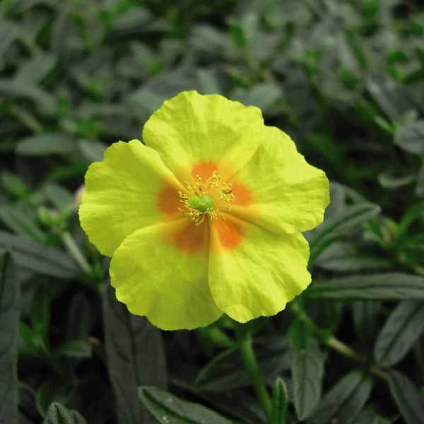 Helianthemum Ben Fhada 9CM Keans Claremorris