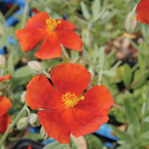 Helianthemum Henf. Brilliant 9cm Keans Claremorris