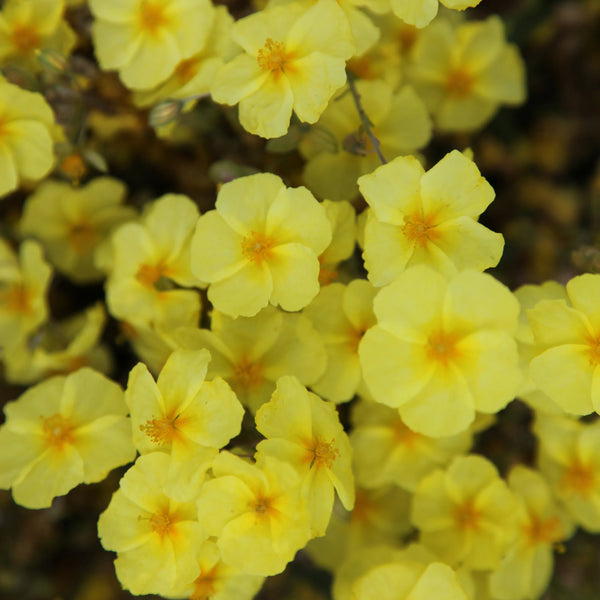 Helianthemum Wisley Primrose 9cm Keans Claremorris