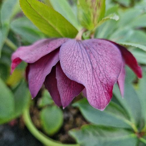 Helleborus ViV 'Luisa' 2L - Image 3