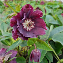 Helleborus ViV 'Luisa' 2L