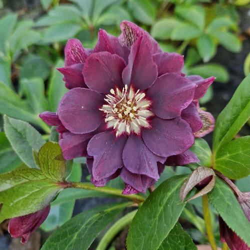 Helleborus ViV 'Luisa' 2L Keans Claremorris