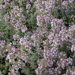 Thymus citrodorus 'Silver Queen' 9cm