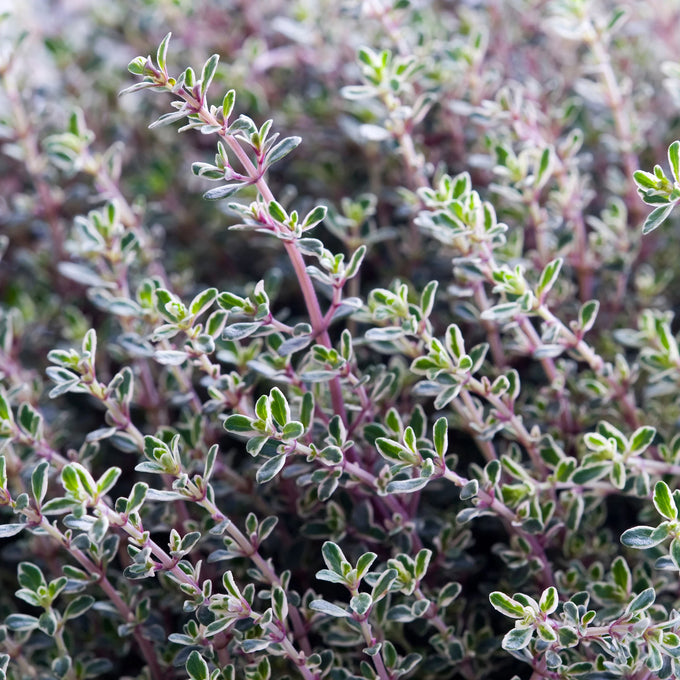 Thymus citrodorus 'Silver Queen' 9cm - Image 3