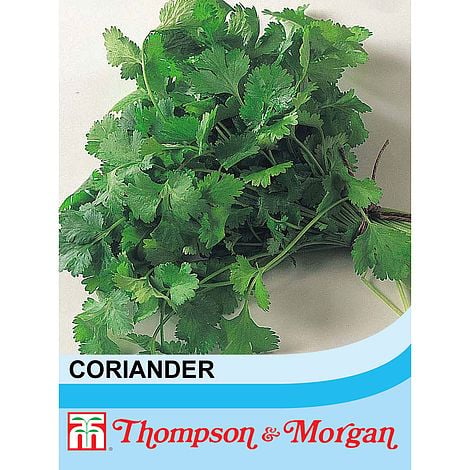 Herb Coriander Keans Claremorris