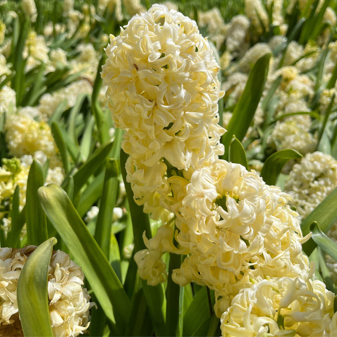 Hyacinth ‘City of Haarlem’ Bulbs Keans Claremorris