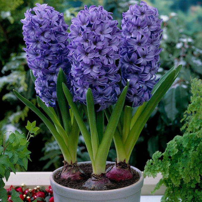 Hyacinth ‘Delft Blue’ Bulbs Keans Claremorris