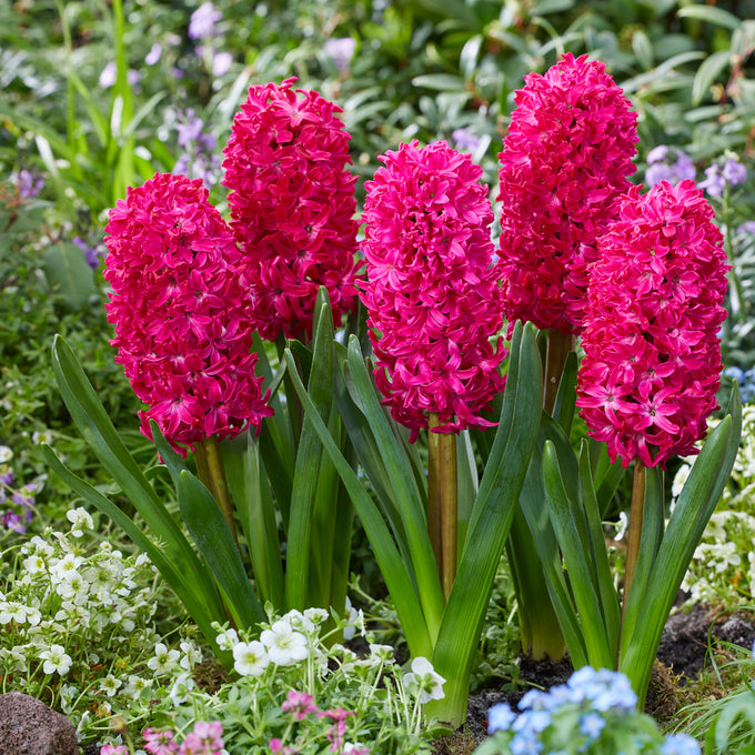 Hyacinth ‘Jan Bos’ Bulbs Keans Claremorris