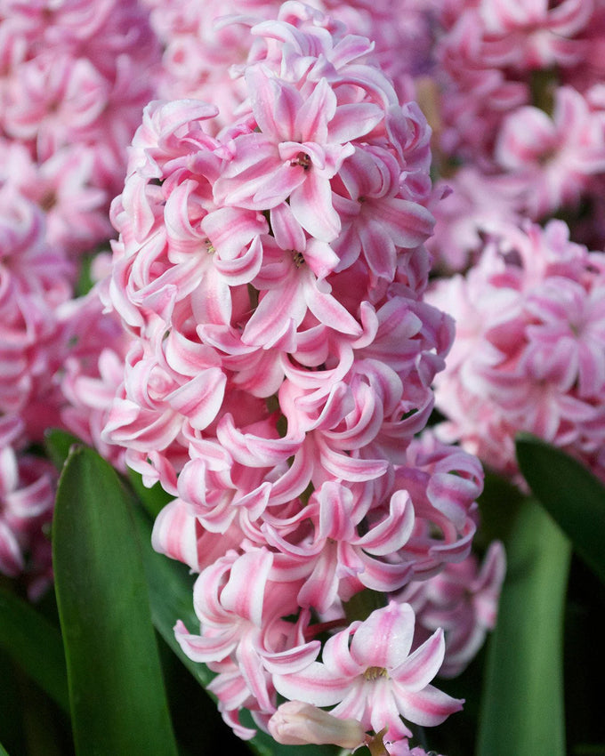 Hyacinth ‘Pink Pearl’ Bulbs Keans Claremorris
