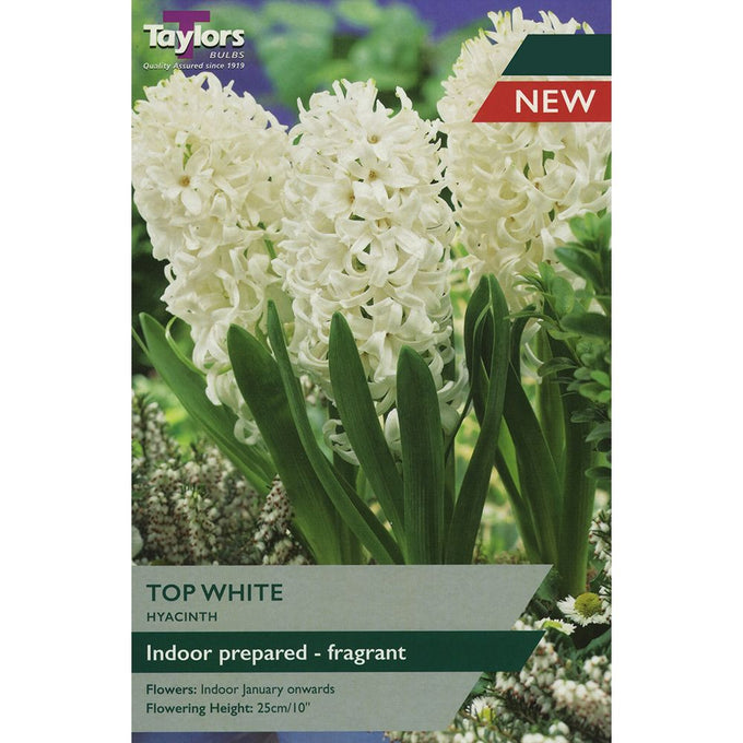 Hyacinth ‘Top White’ Bulbs Keans Claremorris