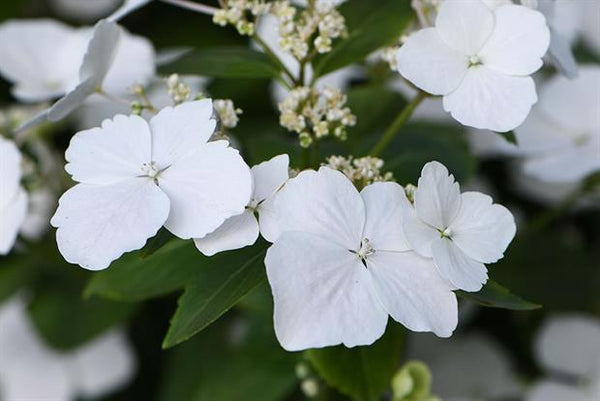 Hydrangea Runaway Bride C6 45cm Keans Claremorris
