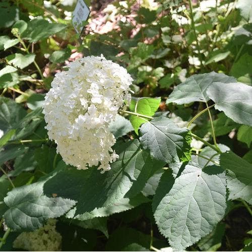 Hydrangea arb. Annabelle with a large white flower cluster and green leaves in natural light