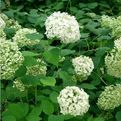 Hydrangea arb. Annabelle with large white flower clusters and green leaves in natural outdoor setting.