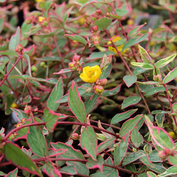 Hypericum moser. 'Tricolor' 2L - Image 3