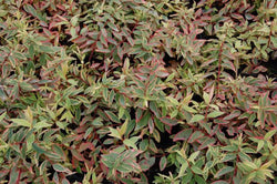 Hypericum moser. 'Tricolor' 2L