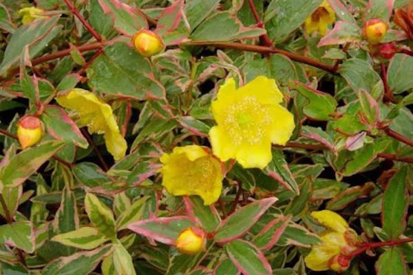 Hypericum moser. 'Tricolor' 2L