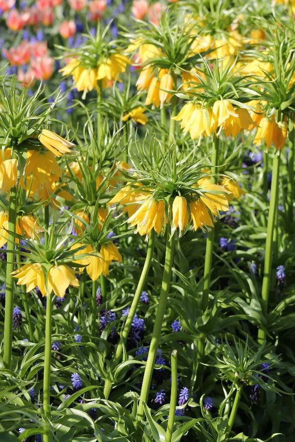 Fritillaria Imperalis Lutea 3L - Image 3