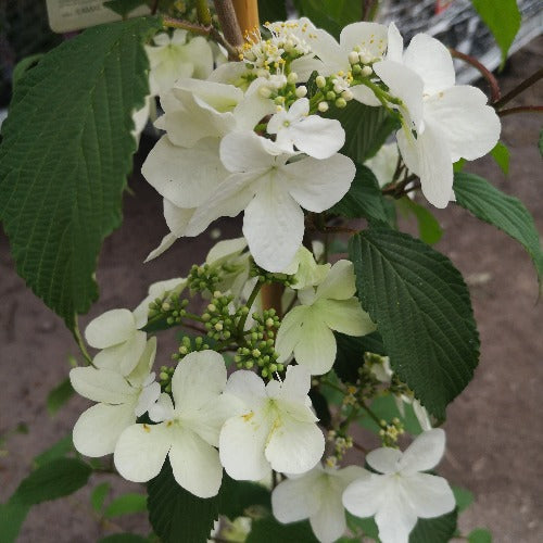 Viburnum Kilimanjaro shrub with lush green leaves, perfect for gardens – available at Keans Claremorris.