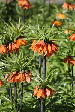 Fritillaria Imperalis Aurora 3L