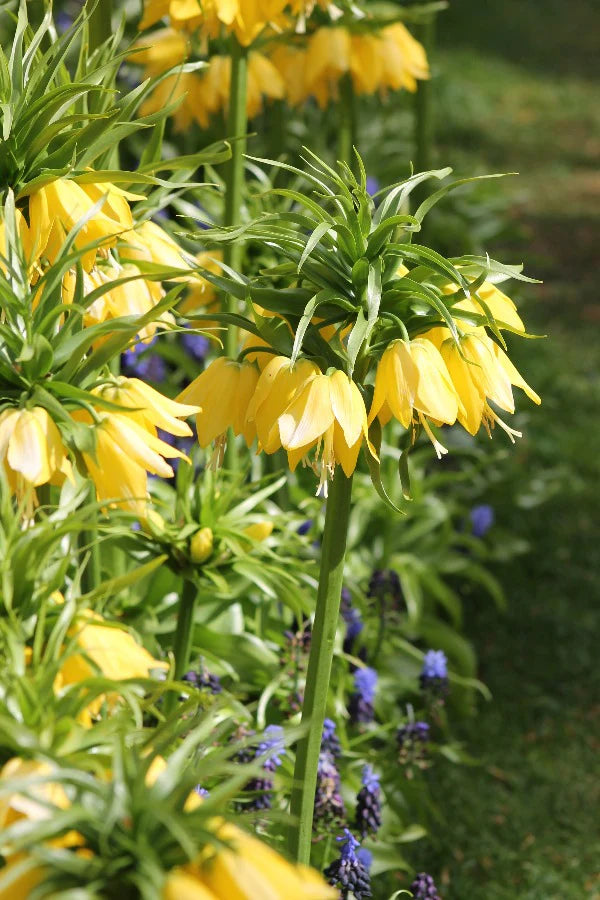 Fritillaria Imperalis Lutea 3L - Image 2