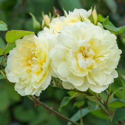 David Austin Rosa 'Imogen' 6L Rose bush with pink blooms, available at Keans Claremorris garden center.