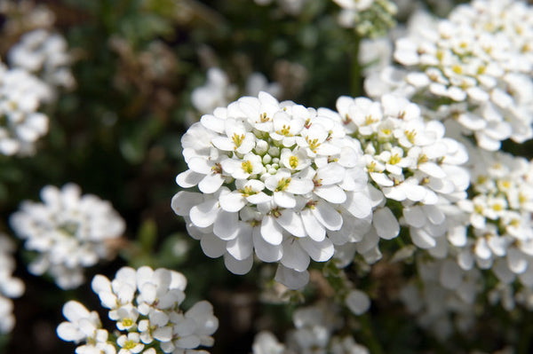 Iberis semp. 'Snowflake' 9cm Keans Claremorris