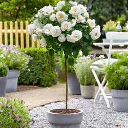 Rosa 'Iceberg' 12L Standard