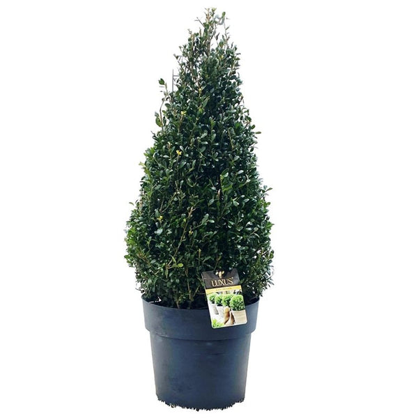 Ilex crenata 'Luxus®' Ball or Pyramid*L D7.5 | keans claremorris