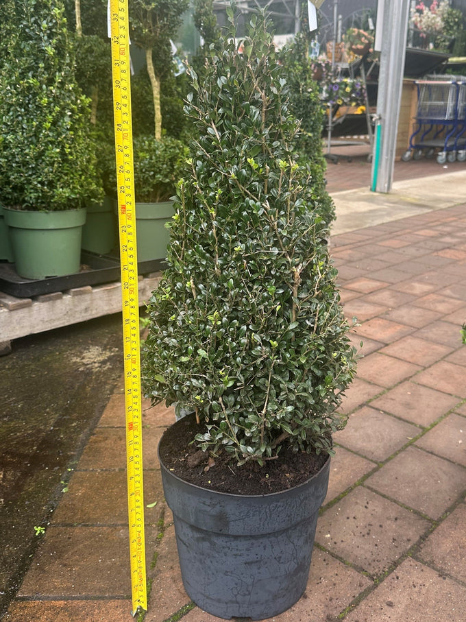 Ilex crenata 'Luxus® Globe'* / 7.5 Ltr pot - Image 1