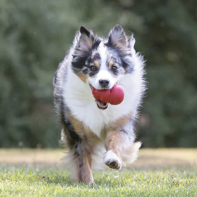 KONG Classic Red Dog Toy – Sizes S to XXL - Image 10