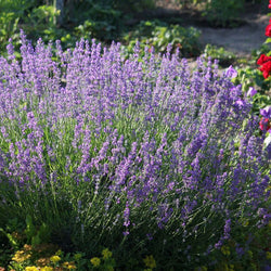 LAVANDULA an. Vera (Lavender) 2 Litre