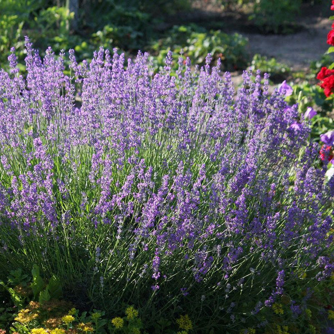 LAVANDULA an. Vera (Lavender) 2 Litre - Image 2