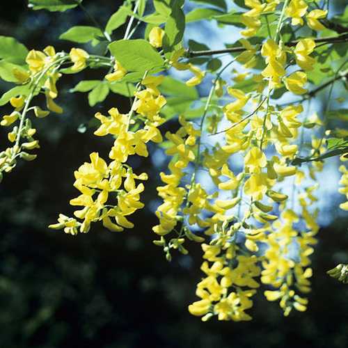 Laburnum wat. 'Vossii' 12L - Image 2