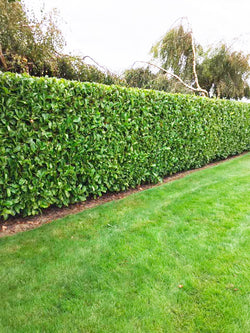 Cherry Laurel Bareroot Hedge 40-60cm 1+2r for garden privacy, Keans Claremorris quality plants.