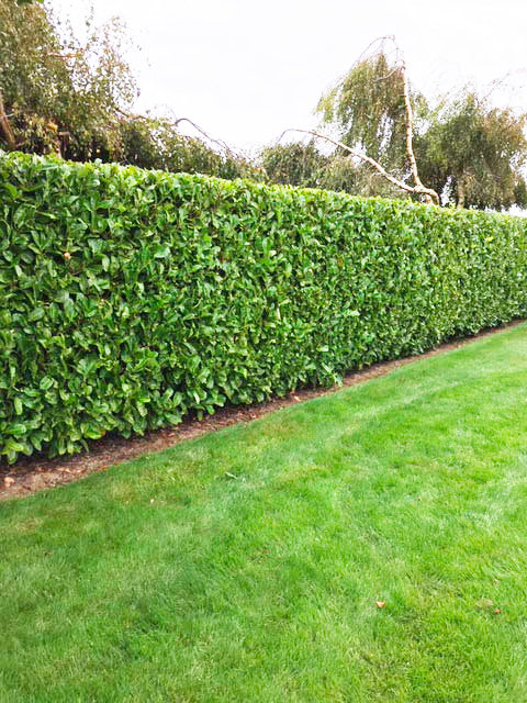 Cherry Laurel Bareroot Hedge 40-60cm 1+2r for garden privacy, Keans Claremorris quality plants.