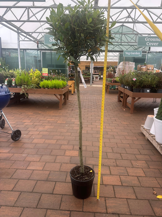 Laurus nobilis evergreen topiary shrub P25/160, aromatic leaves, ideal for herb gardens and formal landscaping – Keans