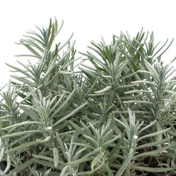 Lavandula Angustifolia P14 25cm Keans Claremorris