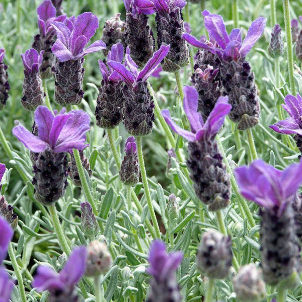 Lavandula stoechas Anouk P10.5 20cm Keans Claremorris