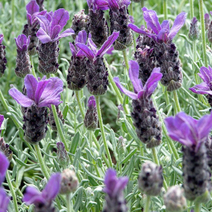 Lavandula stoechas Anouk P10.5 20cm Keans Claremorris