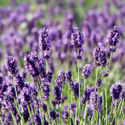 Lavandula Angustifolia P14 H25cm