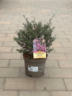 Leptospermum scoparium 'Martinii' | Keans Claremorris | Shrubs 