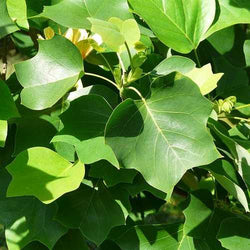 Liriodendron tulipifera – Tulip Tree