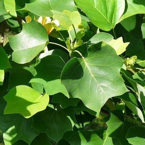 Close-up of green, tulip-shaped leaves on a Liriodendron tulipifera (Tulip Tree) branch in sunlight.