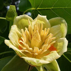 Liriodendron tulipifera – Tulip Tree