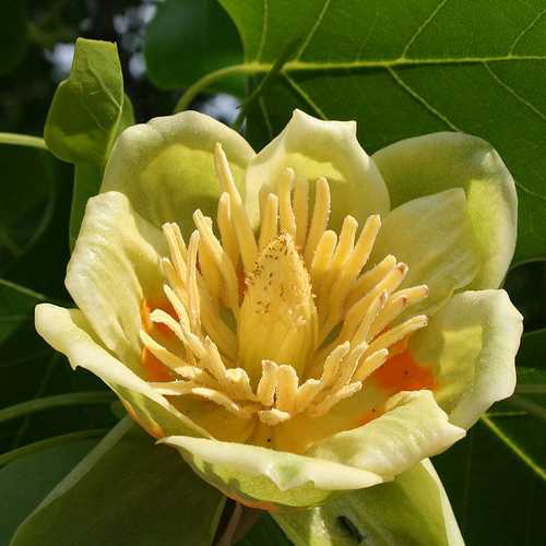 Close-up of a pale yellow Liriodendron tulipifera tulip tree flower with green leaves in the background.