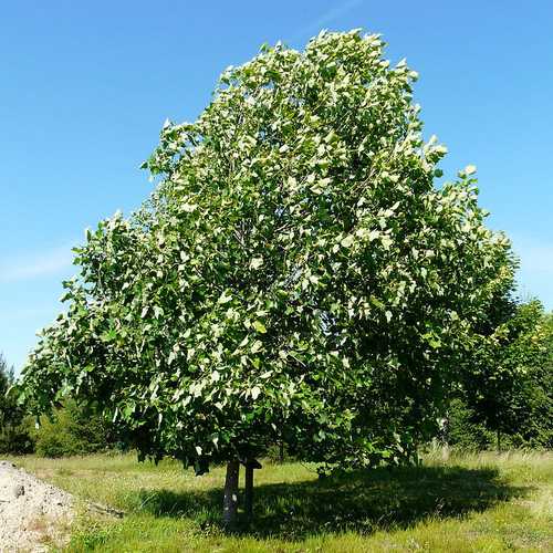 Liriodendron tulipifera – Tulip Tree - Image 1