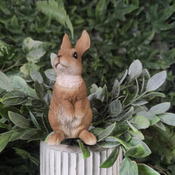 Lookout Rabbit Plant Pal - 10.8cm Keans Claremorris