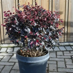 Loropetalum Chinense Black Pearl Bol (Diameter 50cm ) height 70cm