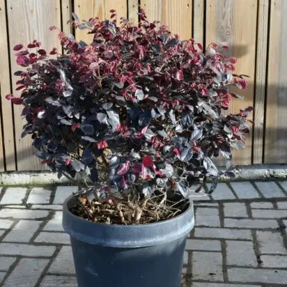Loropetalum Chinense Black Pearl Bol (Diameter 50cm ) height 70cm - Image 1