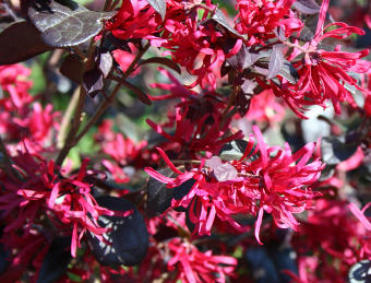 Loropetalum Chinense Black Pearl Bol (Diameter 50cm ) height 70cm - Image 2